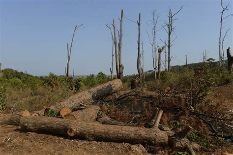 deforestation  vietnam blamed   deadly landslides radio  asia