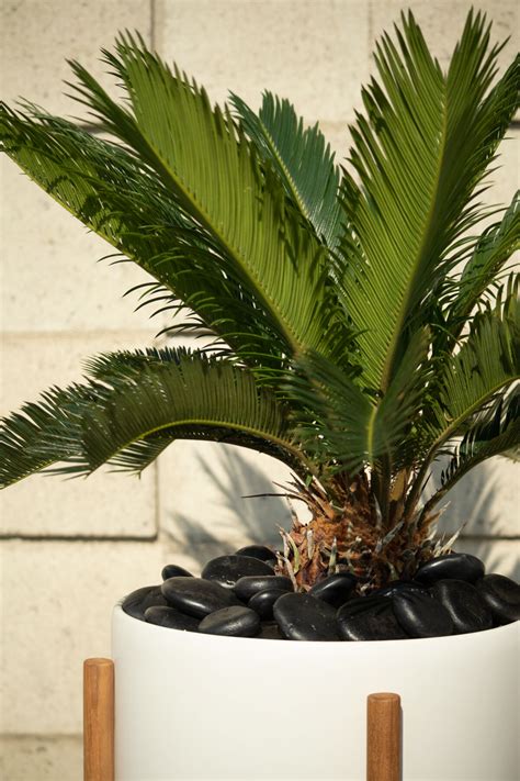 sago palm care guide plant care tips   la residence