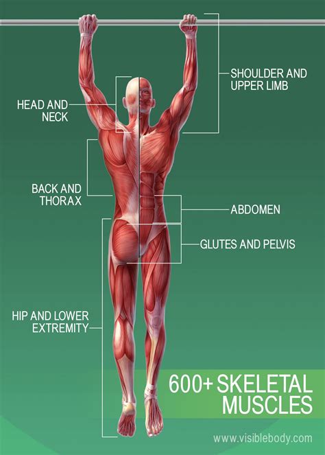 commentateur riches inconditionnel   muscles   body