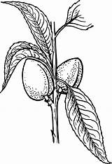 Almond Plant Clipart Vector Drawing Clip Bean Plants Line Tree Cartoon Cliparts Svg Coffee Nut Asphodel Almonds Clipartpanda Vegetable Mother sketch template