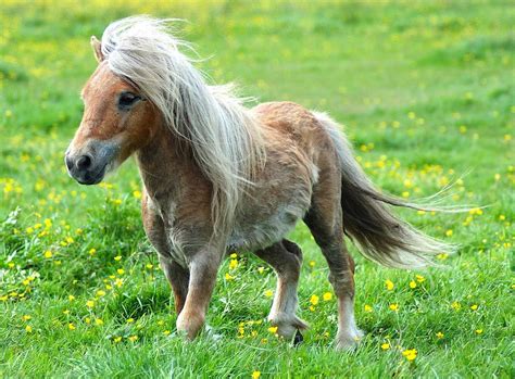 pony miniature ponies miniature horse doma natural baby animals