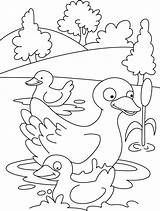 Coloring Duck Pages Duckling Ducklings Colouring Ducks Mother Swimming Printable Kids Ugly Swim Her Way Make Omalovánka Animal Popular Template sketch template
