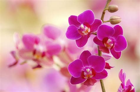 orchideen richtig pflegen  gehts richtig myhomebook