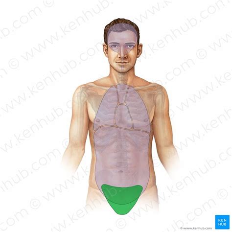 Bony Pelvis Pelvis Smooth Muscle Tissue Pelvic Diaphragm