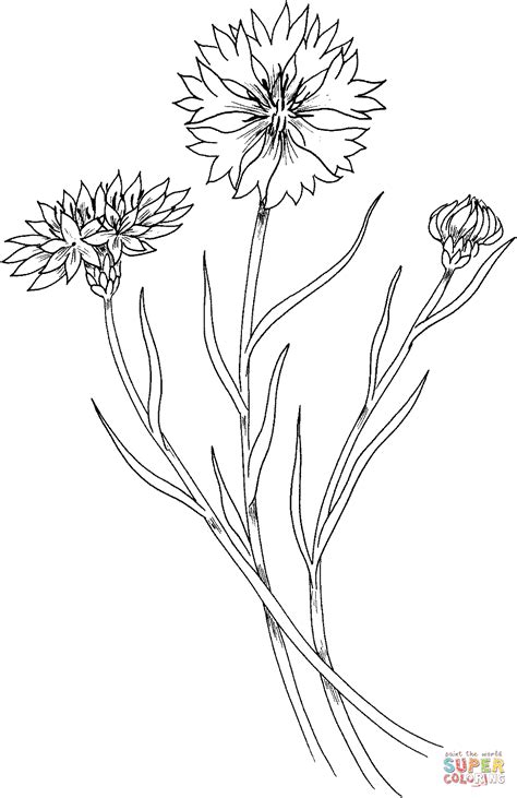 wildflower coloring pages scenery mountains