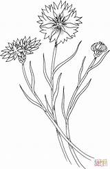 Cornflower Coloring Pages Drawing Silhouettes sketch template