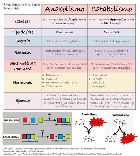 anabolismo  catabolismo anabolismo catabolismo oque es es una reacciun de sintesis donde se