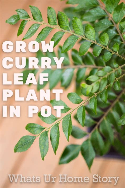 grow curry leaf   pot whats ur home story curry leaf