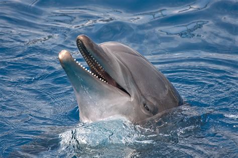 dolfijn national geographic junior
