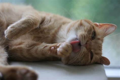 猫が舌でグルーミング（毛づくろい）する理由について 広島県仁方やすりの通販はワタオカ