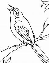 Coloring Mockingbird Bird Pages Perch Drawing Branch Template Texas Tree Getdrawings Color Colorluna 42kb 776px sketch template