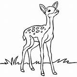 Deer Coloring Baby Pages sketch template