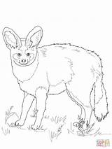 Fox Bat Eared Coloring Pages Clipart Supercoloring Drawing Puzzle sketch template