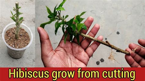 easy   grow hibiscus  cutting