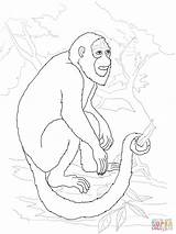 Monkey Howler Coloring Pages Drawing Printable Sheet Supercoloring Onlinecoloringpages sketch template