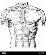 Torso Pen Anatomical Muskeln Stift Tinte Anatomische Mannes Zeigt Brust Oberkörper sketch template