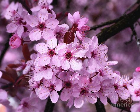 Spring Cherry Blossoms Photograph By Scott Cameron Fine Art America