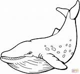 Cartoon Sperm Whale Coloring Clip Printable Clipart sketch template