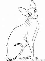 Cat Coloring Sphynx Hairless Drawing Getdrawings Pages sketch template