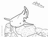 Shark Nurse Coloring Pages Shallows Seems Daytime Lazies Prefers Hoover Meal During Around Small sketch template