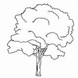Coloring Baum Tree Pages Trees Malvorlage Leaves Malvorlagen Designlooter Gif Downloads 1654 3kb sketch template