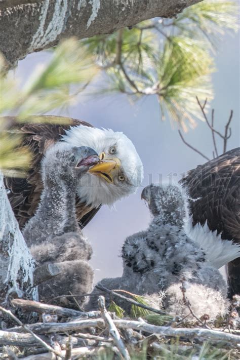 Bald Eagle Mom Chick Pulling Tail – Tom Murphy Photography
