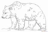 Bear Grizzly Coloring Pages Realistic Printable Drawing Color Print Bears Patterns Polar Searchlock Adult Su Visit Drawings sketch template