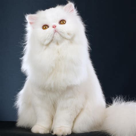 sweet white cat fluffy animal wallpaper wallpaper