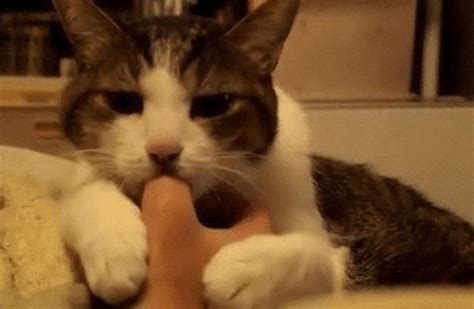 cat sucking find and share on giphy
