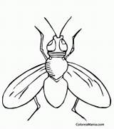 Mosca Alas Abiertas Insectos Insect Imprimir Votos Twistynoodle sketch template