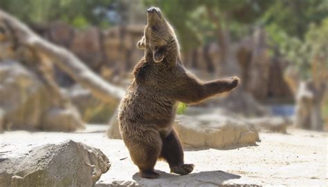 Dance Bear Dance · He Said Dallas