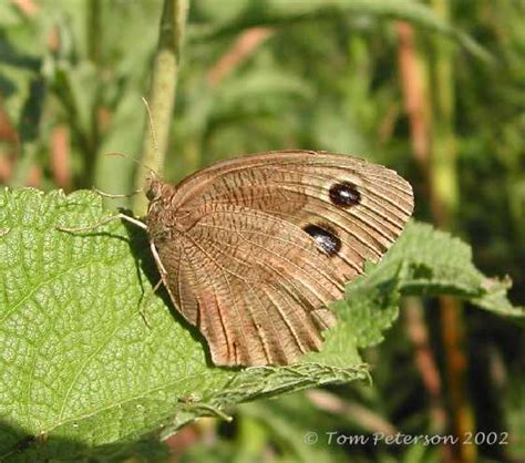 Common Wood Nymph