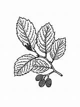Alder Clipart Leaf Leaves Tree Drawing sketch template