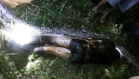 indonesian man found dead inside giant python free malaysia today