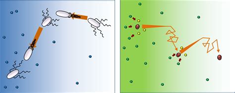 enzymes  bacteria move directionally  bacteria