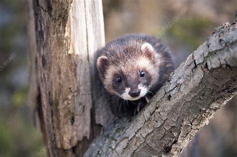european polecat stock image  science photo library
