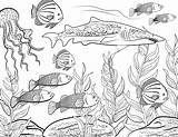 Coloring Fish Underwater Adult School Book Kids Realistic Vector Istock Coral Reef Choose Board sketch template