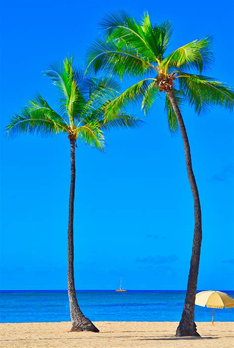 south beach palm trees  focus  florida