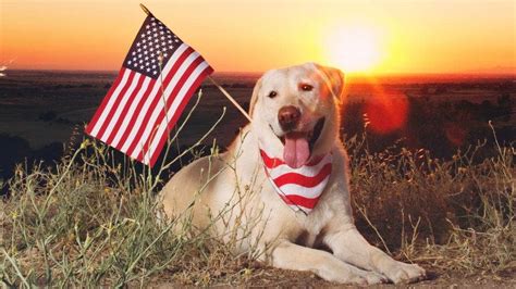 fourth  july pet safety     animals calm