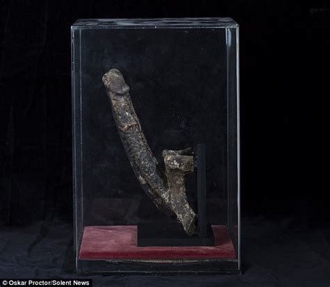 mummified penis rented by museum for £2500 a year daily mail online