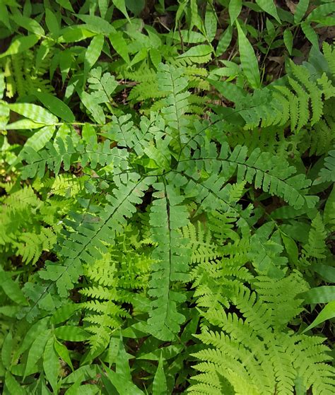maryland biodiversity project northern maidenhair fern adiantum pedatum