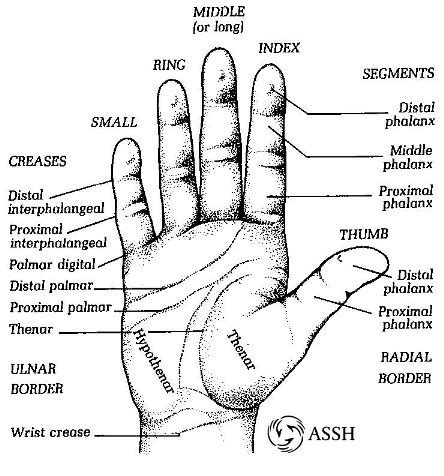 hand surface anatomy language  hand  arm surgery series