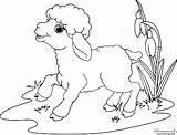 Mouton Coloriage Agneau Sheep Animaux Imprimer Paques Coloriages Enfant sketch template
