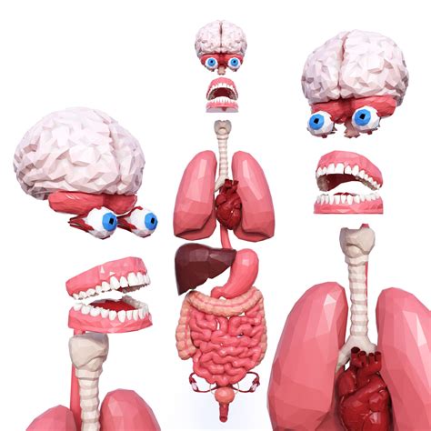 internal organs human surface anatomy relation  organs