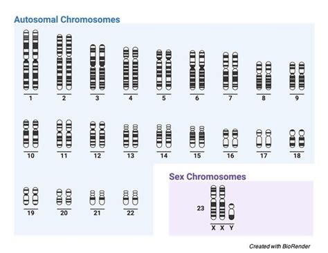 Klinefelter Syndrome Symptom Causes Diagnosis And Treatment