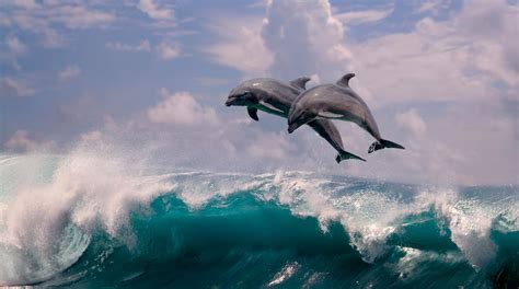 delfine springen aus dem wasser haider bioswing