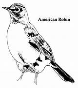 Robin Coloring American sketch template