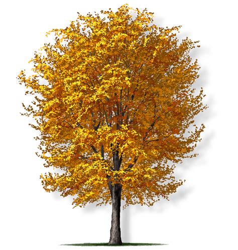 silver maple tree montgomery