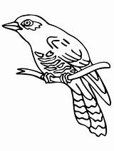 Cuckoo Perched Coloringsky sketch template