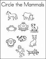 Pages Coloring Mammal Mammals Color Printable Getcolorings Print sketch template